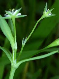 Attēlu rezultāti vaicājumam “Stellaria uliginosa”