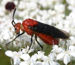 Attēlu rezultāti vaicājumam “Argidae”