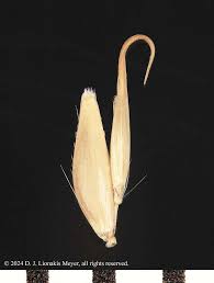 Attēlu rezultāti vaicājumam “Holcus lanatus  fruit”