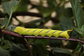 Attēlu rezultāti vaicājumam “Sphinx ligustri larva”