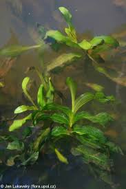 Attēlu rezultāti vaicājumam “Potamogeton praelongus”