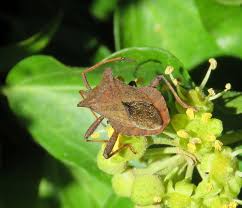 Attēlu rezultāti vaicājumam “Coreus marginatus imago”