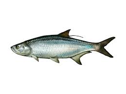 Image result for Megalops atlanticus