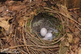 Attēlu rezultāti vaicājumam “Troglodytes troglodytes nest”