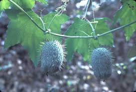 Attēlu rezultāti vaicājumam “Reticularia lobata young”