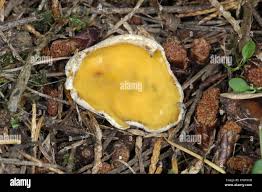 Attēlu rezultāti vaicājumam “Sowerbyella radiculata”