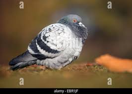 Attēlu rezultāti vaicājumam “Columba livia f. domestica adult”