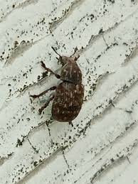 Attēlu rezultāti vaicājumam “Anthribus nebulosus”