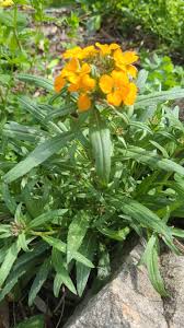 Attēlu rezultāti vaicājumam “Erysimum cheiranthoides flower”