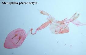 Attēlu rezultāti vaicājumam “Stenoptilia pterodactyla”