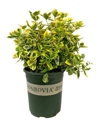 Attēlu rezultāti vaicājumam “Euonymus”