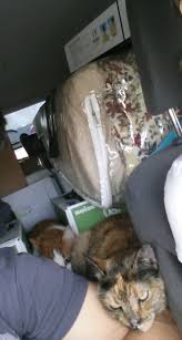 Image result for lulcatz