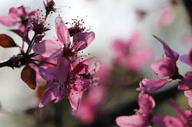 Attēlu rezultāti vaicājumam “Malus purpurea flower”