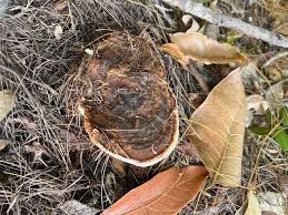 Attēlu rezultāti vaicājumam “Sporophagomyces chrysostomus”