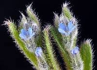 Attēlu rezultāti vaicājumam “Myosotis micrantha”