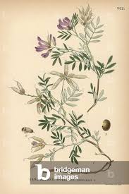 Attēlu rezultāti vaicājumam “Astragalus arenarius”