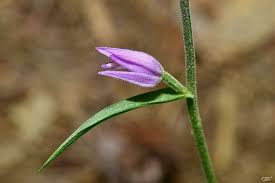 Attēlu rezultāti vaicājumam “Cephalanthera rubra bud”