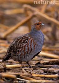 Attēlu rezultāti vaicājumam “Perdix perdix”