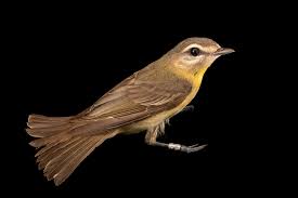 Image result for Vireo philadelphicus