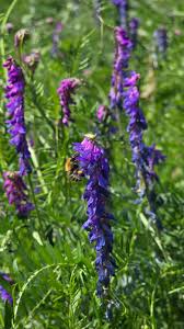 Attēlu rezultāti vaicājumam “Vicia cracca flower”