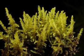 Attēlu rezultāti vaicājumam “Palustriella decipiens”