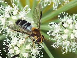Attēlu rezultāti vaicājumam “Leucozona glaucia”