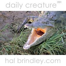 Image result for Crocodylus acutus