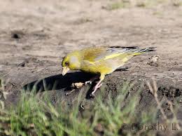 Attēlu rezultāti vaicājumam “Chloris chloris”