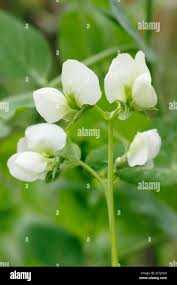 Attēlu rezultāti vaicājumam “Pisum sativum flower”