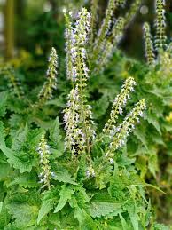 Attēlu rezultāti vaicājumam “Leonurus quinquelobatus”