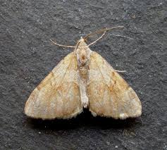 Attēlu rezultāti vaicājumam “Pennithera firmata”