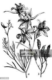 Image result for Consolida regalis