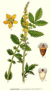 Image result for Agrimonia eupatoria
