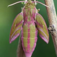 Attēlu rezultāti vaicājumam “Deilephila elpenor imago”