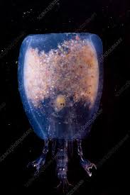 Attēlu rezultāti vaicājumam “Phronia sp.”