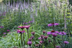 Attēlu rezultāti vaicājumam “Calamagrostis purpurea”