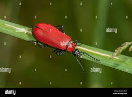 Attēlu rezultāti vaicājumam “Pyrochroa coccinea”