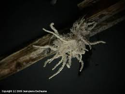 Attēlu rezultāti vaicājumam “Torrubiella arachnophila”