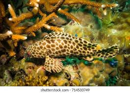 Image result for Poroderma pantherinum