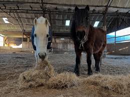 Image result for Beechwood Riding School