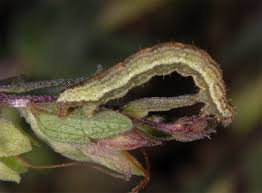 Attēlu rezultāti vaicājumam “Perizoma affinitata”