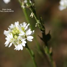 Attēlu rezultāti vaicājumam “Berteroa incana flower”