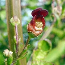 Attēlu rezultāti vaicājumam “Scrophularia umbrosa flower”