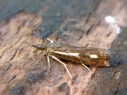 Attēlu rezultāti vaicājumam “Crambus heringiellus”