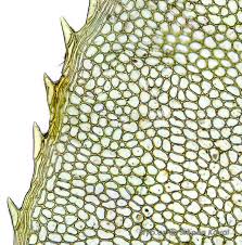 Attēlu rezultāti vaicājumam “Plagiomnium medium”