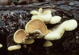 Attēlu rezultāti vaicājumam “Phyllotopsis nidulans”