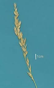 Attēlu rezultāti vaicājumam “Festuca pratensis”