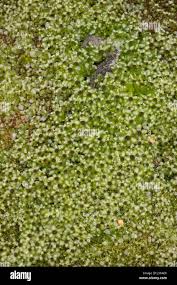 Attēlu rezultāti vaicājumam “Rhizomnium punctatum sporophyte”