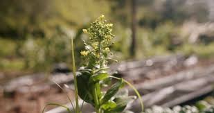Attēlu rezultāti vaicājumam “Petasites spurius flower”