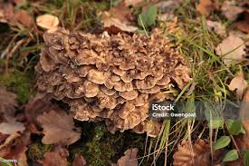 Attēlu rezultāti vaicājumam “Polyporus umbellatus”